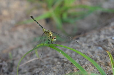 Close-up of insect