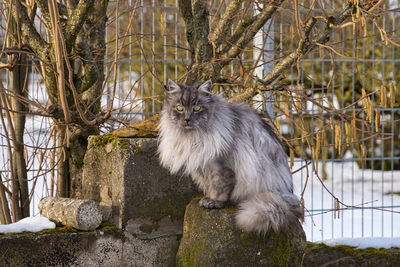 Portrait of cat sitting by fence against plants