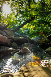 Scenic view of stream flowing through rocks in forest