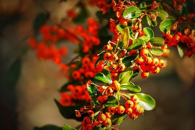 Close-up of red berries on plant