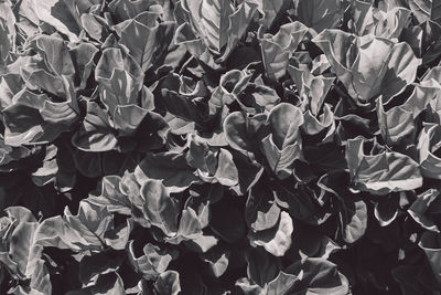 Full frame shot of flowers