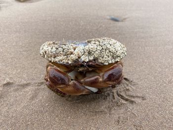 Crab on beach 