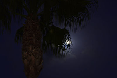 Low angle view of palm trees