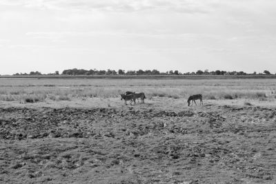 View of sheep on landscape