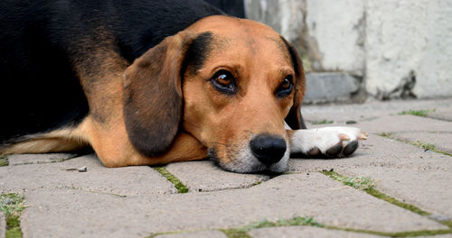 Close-up of dog relaxing on footpath