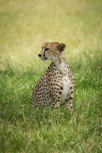 Cheetah sits in tall grass turning head