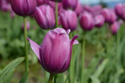 Close-up of purple crocus blooming outdoors