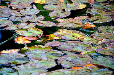 Full frame shot of leaves