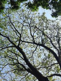 Low angle view of tree against sky