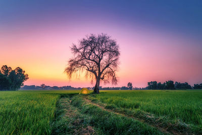 Scenic view of field against sky during sunset