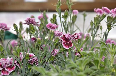 Close-up of pink flowers blooming outdoors