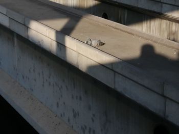 High angle view of cat on wall