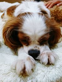 Close-up of puppy sleeping on bed