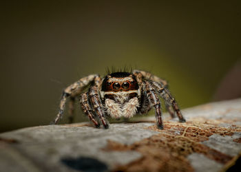 Close-up of spider on rock