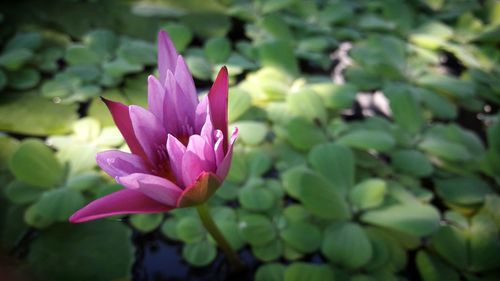 Close-up of pink flowers