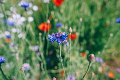 Close-up of butterfly pollinating on purple flowering plant