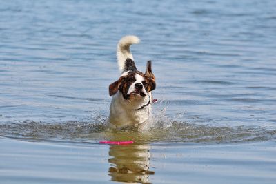 Dog running in lake