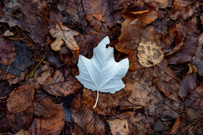 High angle view of maple leaf on land