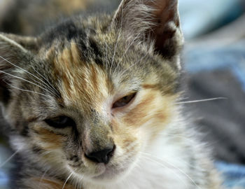 Close-up portrait of a cat