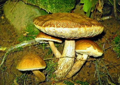 Close-up of mushroom on field