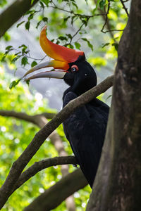 Close-up of bird perching on a branch