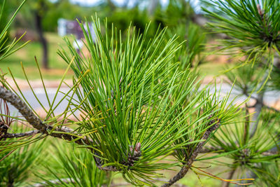 Dense pine needles on a pine tree
