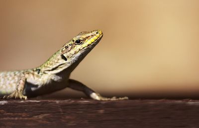 Close-up of lizard on wood