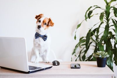 Dog sitting on table