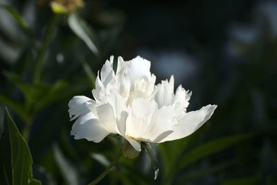 White bloom in the sunlight