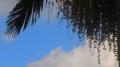 Low angle view of trees against sky