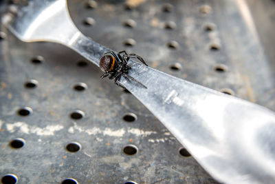 Close-up of insect on metal