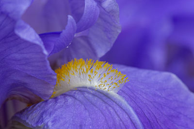 Close-up of purple flowering plant