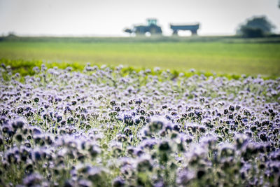 Purple flowering plants on field
