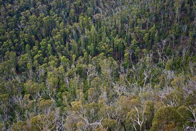 High angle view of pine trees in forest