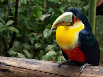 Close-up of bird perching on branch