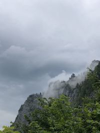 Low angle view of trees against sky