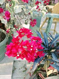 High angle view of red flowering plant