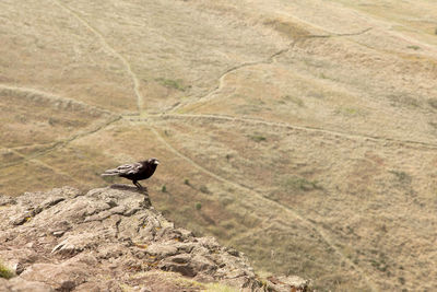 Bird perching on mountain