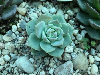 Close-up of rose on sea shore