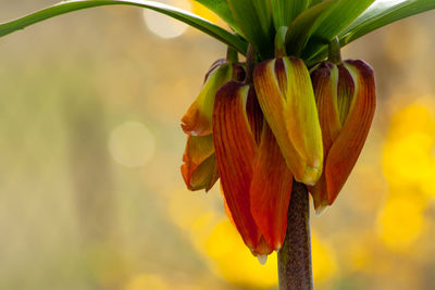 Close-up of yellow flowering plant