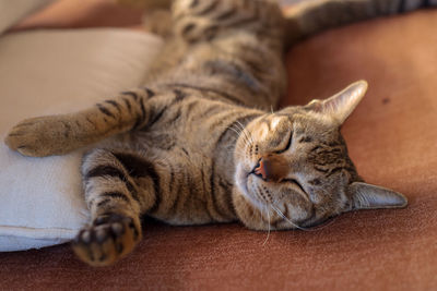 Close-up of a cat sleeping