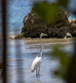 White heron in lake