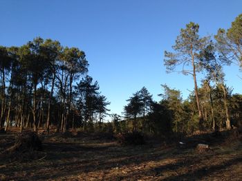 Trees on field against clear sky