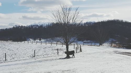 Dog on snow field against sky during winter