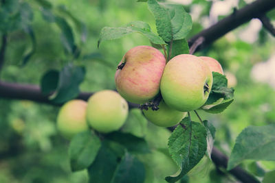 Organic apple before harvesting. healthy food concept. close-up of fruits growing on tree