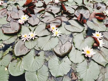 High angle view of water lilies on leaves