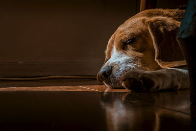 Close-up of dog relaxing on hardwood floor