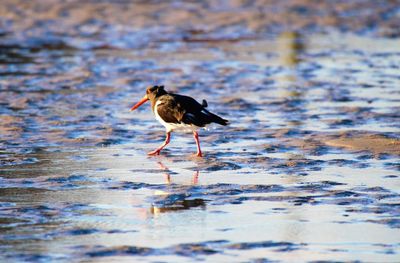 Bird perching on a rippled water