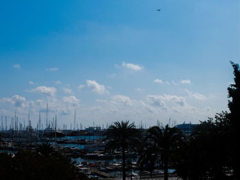 Palm trees against sky