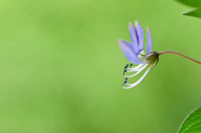 Close-up of purple flowering plant